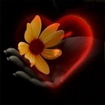 heart-Love-heart-hearts_large