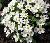 img_145030_586765_l