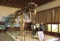 deinotherium